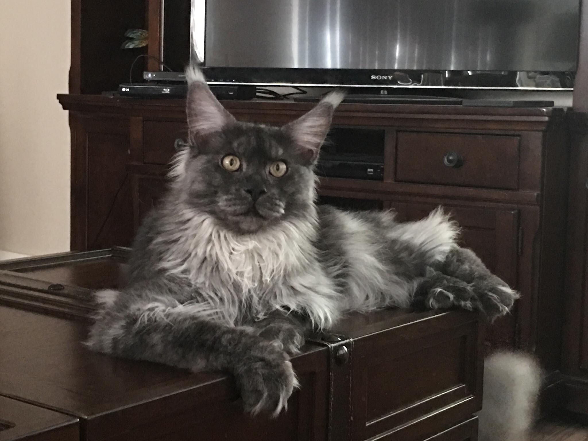 aristokatzmainecoons.com